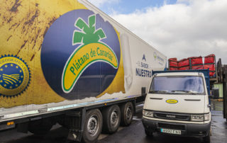 platania platano de canarias