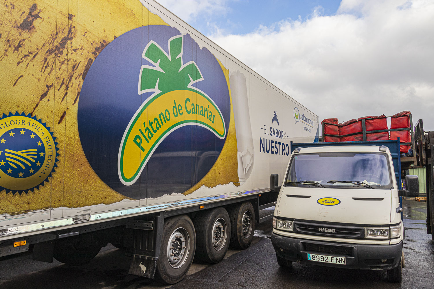 platania platano de canarias
