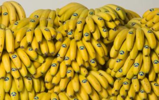 platania platano de canarias