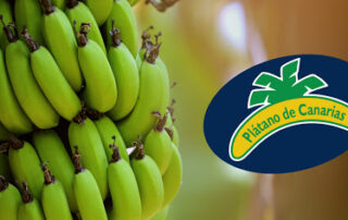 platania platano de canarias