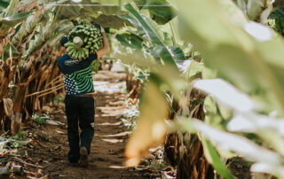 platania cómo conservar plátanos