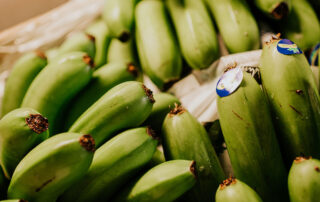 platania a cuántos grados se transportan los plátanos