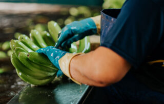 platania comprar plátanos al por mayor