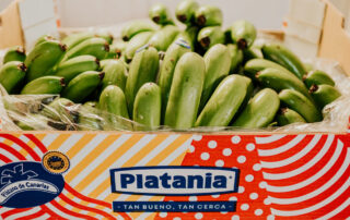 platania producción certificada de plátano de Canarias