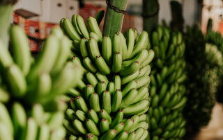 platania producción del plátano de Canarias