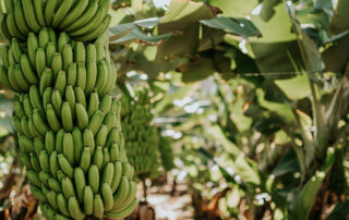 platania composición del platano de canarias