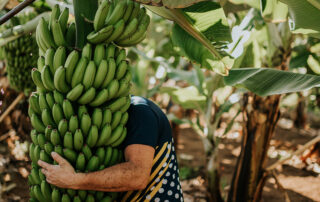 Platania venta platanos al por mayor