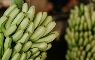 platania madurador de platanos