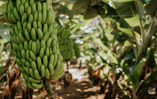 cuanto tarda una platanera en dar frutos
