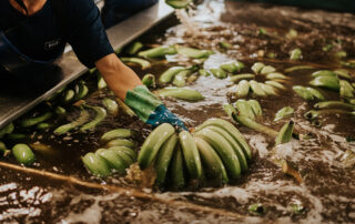 variedades del platano en canarias