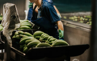 Platania - Es el plátano de Canarias la fruta más consumida de España