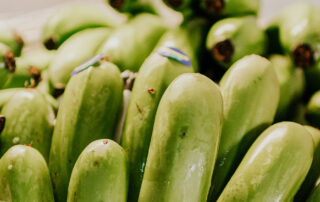 Platania - Los países de europa con mayor producción de plátano